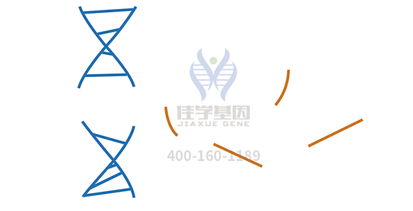 <b>【极悦娱乐极悦基因检测</b>