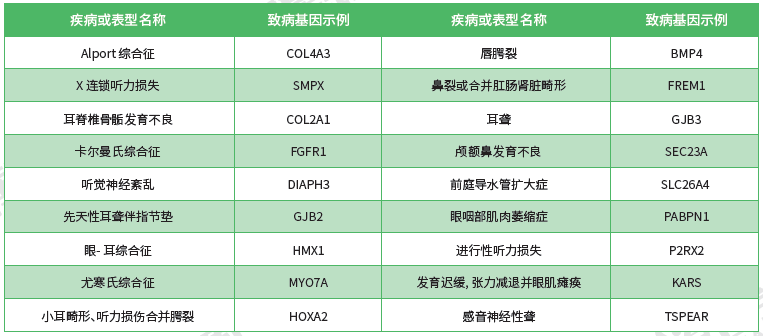 【极悦娱乐极悦基因检测】<font color='red'><font color='red'>耳鼻喉</font><font color='red'>系统</font><font color='red'>疾病</font></font>致病基因鉴定基因解码